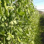 Aristondo * سان سيباستيان